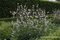 Prachtkerze, Weiß 14 Prachtkerze, Weiß – Bild 12