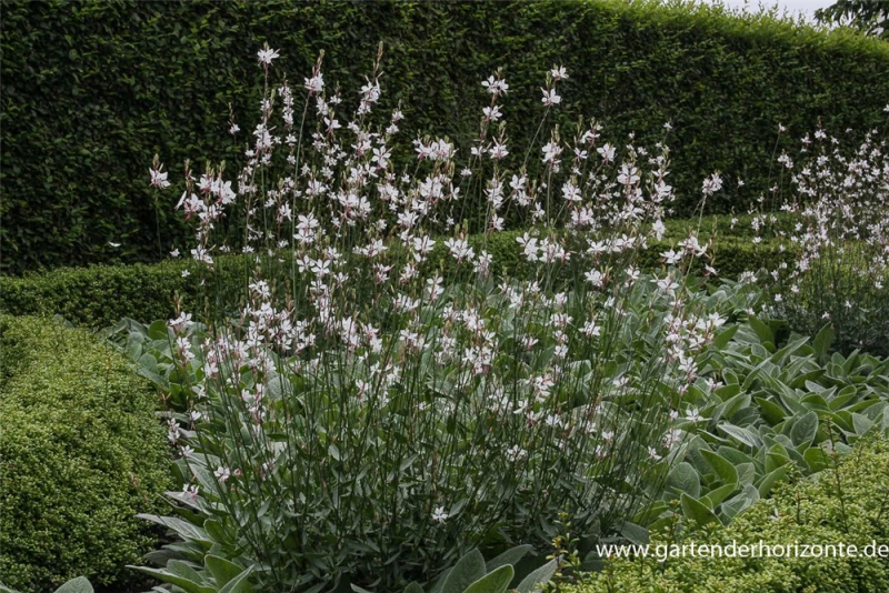 Prachtkerze, Weiß 3 Prachtkerze, Weiß