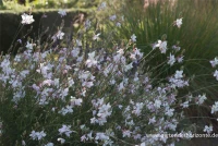 Prachtkerze, Weiß 15 Prachtkerze, Weiß – Bild 13