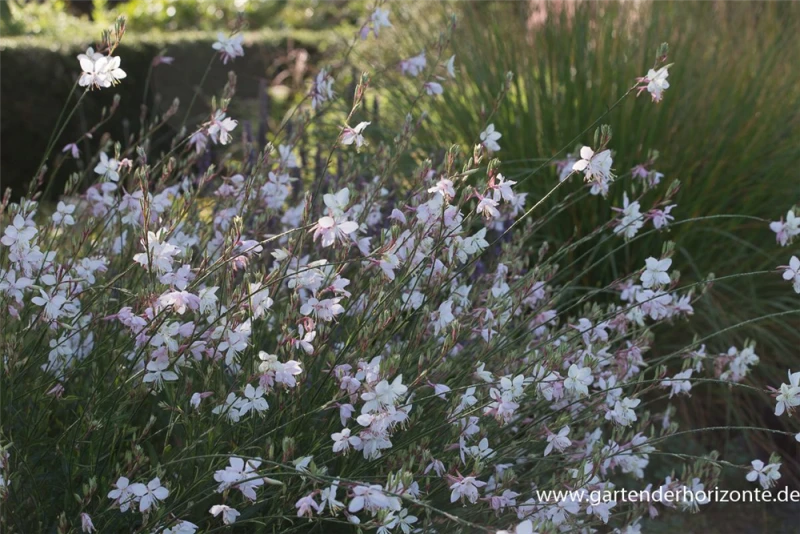 Prachtkerze, Weiß 4 Prachtkerze, Weiß – Bild 2