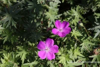 Garten-Blut-Storchschnabel 5 Garten-Blut-Storchschnabel – Bild 3