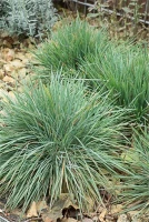 Blaugraues Schillergras 7 Blaugraues Schillergras – Bild 5