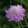 Garten-Tauben-Skabiose „Pink Mist“ 2 Garten-Tauben-Skabiose „Pink Mist“ -Blumen Risse Verkaufsladen P3001978 1 800x800