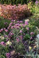 Eisenkraut „Lollipop“ 7 Eisenkraut „Lollipop“ – Bild 5