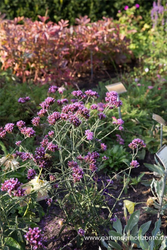 Eisenkraut „Lollipop“ 5 Eisenkraut „Lollipop“ – Bild 3