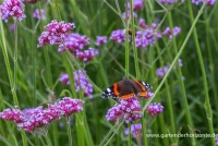 Eisenkraut „Lollipop“ 8 Eisenkraut „Lollipop“ – Bild 6