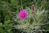 Garten-Grasnelke „Nifty Thrifty“ 5 Garten-Grasnelke „Nifty Thrifty“ – Bild 3