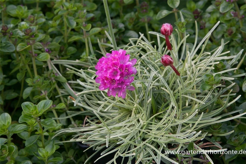 Garten-Grasnelke „Nifty Thrifty“ 3 Garten-Grasnelke „Nifty Thrifty“