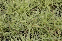 Garten-Grasnelke „Nifty Thrifty“ 6 Garten-Grasnelke „Nifty Thrifty“ – Bild 4