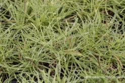 Garten-Grasnelke „Nifty Thrifty“ 7 Garten-Grasnelke „Nifty Thrifty“ -Blumen Risse Verkaufsladen P3001985 2 800x800