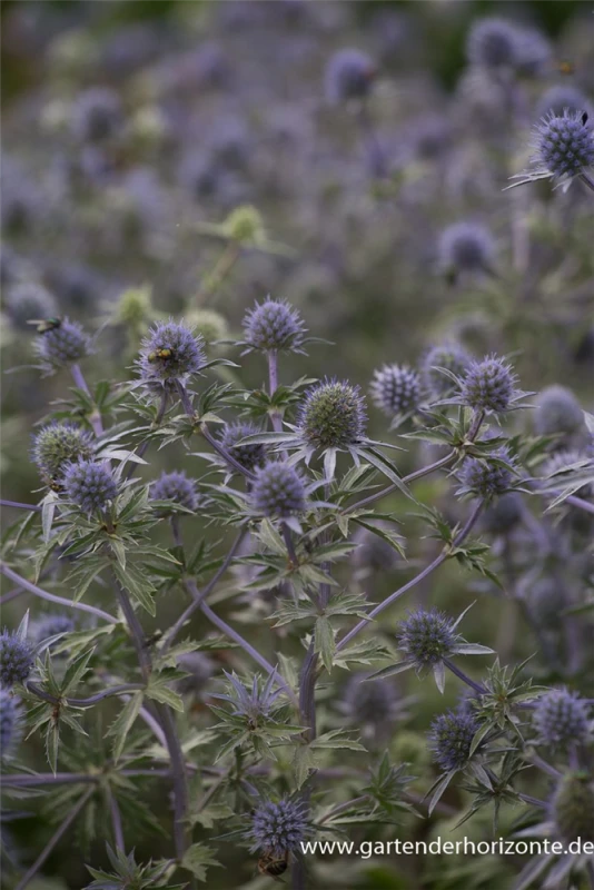 Dreiteilige Mannstreu 3 Dreiteilige Mannstreu