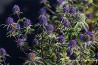 Dreiteilige Mannstreu 6 Dreiteilige Mannstreu – Bild 4