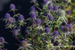 Dreiteilige Mannstreu 7 Dreiteilige Mannstreu -Blumen Risse Verkaufsladen P3002055 2 800x800