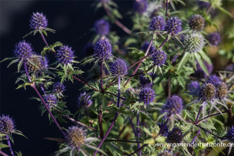 Dreiteilige Mannstreu 4 Dreiteilige Mannstreu – Bild 2