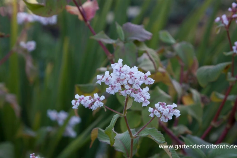 Garten-Glockenknöterich „Southcomb White“ 3 Garten-Glockenknöterich „Southcomb White“
