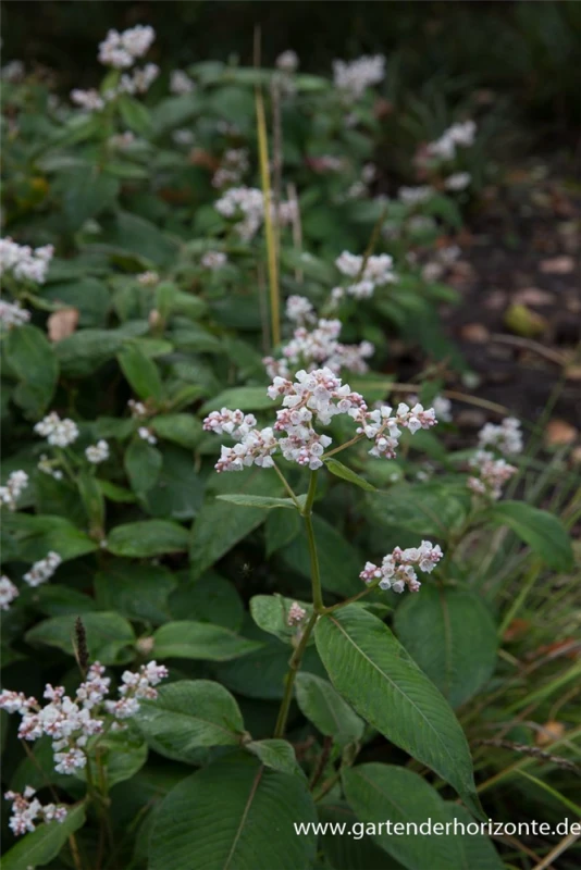 Garten-Glockenknöterich „Southcomb White“ 5 Garten-Glockenknöterich „Southcomb White“ – Bild 3