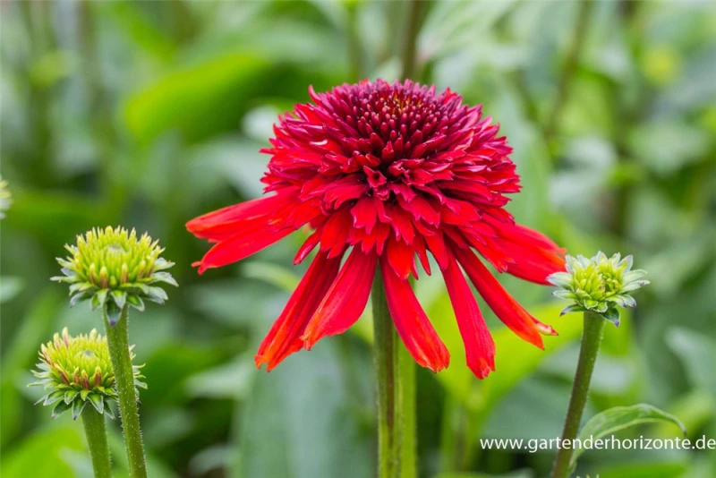 Garten-Scheinsonnenhut „Eccentric“® 3 Garten-Scheinsonnenhut „Eccentric“®