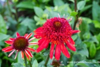 Garten-Scheinsonnenhut „Eccentric“® 6 Garten-Scheinsonnenhut „Eccentric“® – Bild 4