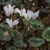 Cyclamen Hederifolium „Ivy Ice Pure White“ 1 Cyclamen Hederifolium „Ivy Ice Pure White“ -Blumen Risse Verkaufsladen P3002149 1 800x800