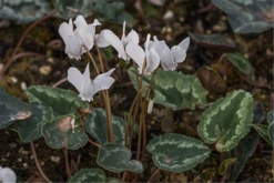 Cyclamen Hederifolium „Ivy Ice Pure White“