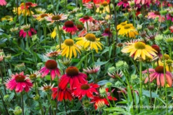 Garten-Scheinsonnenhut „Cheyenne Spirit“ -Blumen Risse Verkaufsladen P3002152 2 800x800