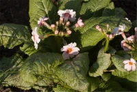Garten-Etagen-Schlüsselblume „Appleblossom“ 6 Garten-Etagen-Schlüsselblume „Appleblossom“ – Bild 4