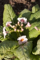 Garten-Etagen-Schlüsselblume „Appleblossom“ 7 Garten-Etagen-Schlüsselblume „Appleblossom“ – Bild 5