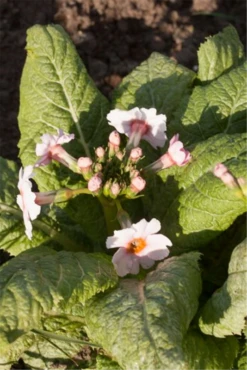 Garten-Etagen-Schlüsselblume „Appleblossom“ 9 Garten-Etagen-Schlüsselblume „Appleblossom“ -Blumen Risse Verkaufsladen P3002402 3 800x800