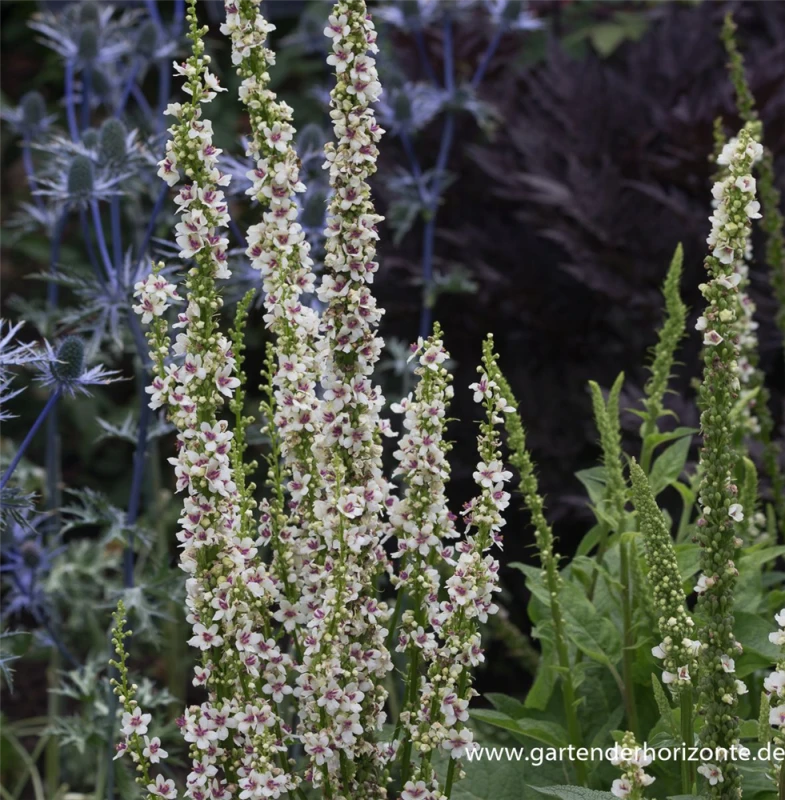 Chaix Königskerze „Wedding Candles“ 3 Chaix Königskerze „Wedding Candles“