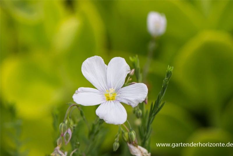 Garten-Lein „Nanum Diamant“ 3 Garten-Lein „Nanum Diamant“