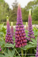 Garten-Lupine „Master Piece“® 16 Garten-Lupine „Master Piece“® – Bild 14
