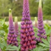 Garten-Lupine „Master Piece“® 1 Garten-Lupine „Master Piece“® -Blumen Risse Verkaufsladen P3002559 1 800x800