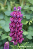 Garten-Lupine „Master Piece“® 17 Garten-Lupine „Master Piece“® – Bild 15