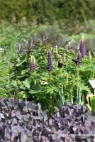 Garten-Lupine „Master Piece“® 18 Garten-Lupine „Master Piece“® – Bild 16