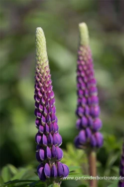 Garten-Lupine „Master Piece“® 25 Garten-Lupine „Master Piece“® -Blumen Risse Verkaufsladen P3002559 4 800x800