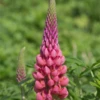 Garten-Lupine „Towering Inferno“® 1 Garten-Lupine „Towering Inferno“® -Blumen Risse Verkaufsladen P3002560 1 800x800