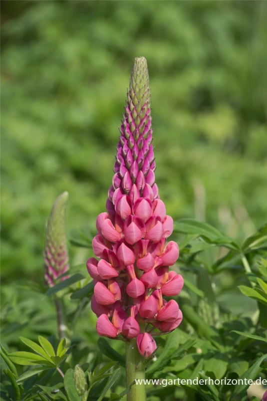 Garten-Lupine „Towering Inferno“® 3 Garten-Lupine „Towering Inferno“®