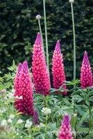 Garten-Lupine „Towering Inferno“® 7 Garten-Lupine „Towering Inferno“® – Bild 5