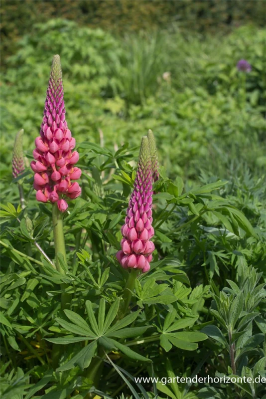 Garten-Lupine „Towering Inferno“® 5 Garten-Lupine „Towering Inferno“® – Bild 3