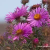 Garten-Raublatt-Aster „Abendsonne“