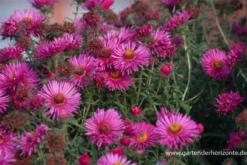 Garten-Raublatt-Aster „Abendsonne“ -Blumen Risse Verkaufsladen P3002617 2 800x800