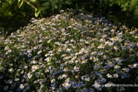 Garten-Schönaster 7 Garten-Schönaster – Bild 5