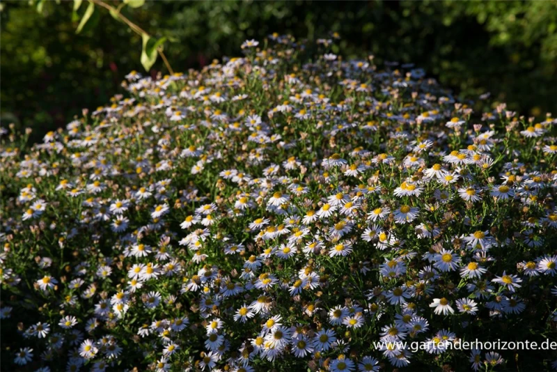 Garten-Schönaster 3 Garten-Schönaster