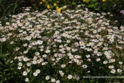 Garten-Schönaster 11 Garten-Schönaster -Blumen Risse Verkaufsladen P3002626 2 800x800