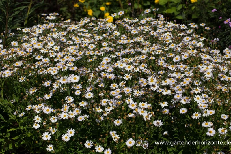Garten-Schönaster 4 Garten-Schönaster – Bild 2