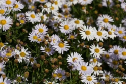 Garten-Schönaster 12 Garten-Schönaster -Blumen Risse Verkaufsladen P3002626 3 800x800