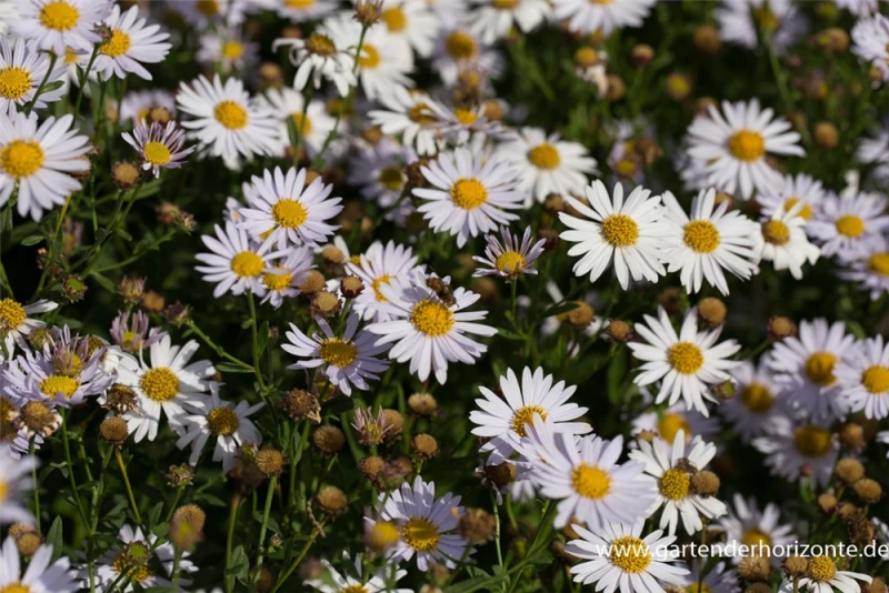 Garten-Schönaster 5 Garten-Schönaster – Bild 3