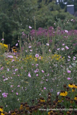 Hanfblättriger Eibisch -Blumen Risse Verkaufsladen P3002701 2 800x800