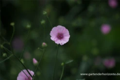 Hanfblättriger Eibisch -Blumen Risse Verkaufsladen P3002701 3 800x800