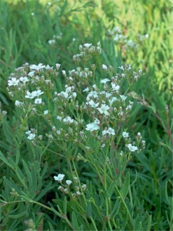 Kriechendes Schleierkraut „Filou White“